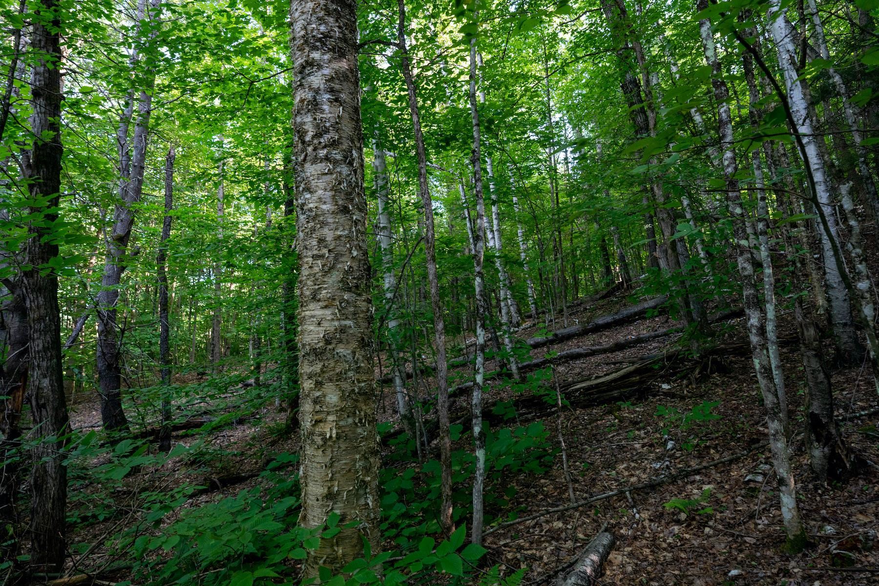 13 Best Road Hartland, VT 05089 - Photo 6 of 20 Gallery Image 6