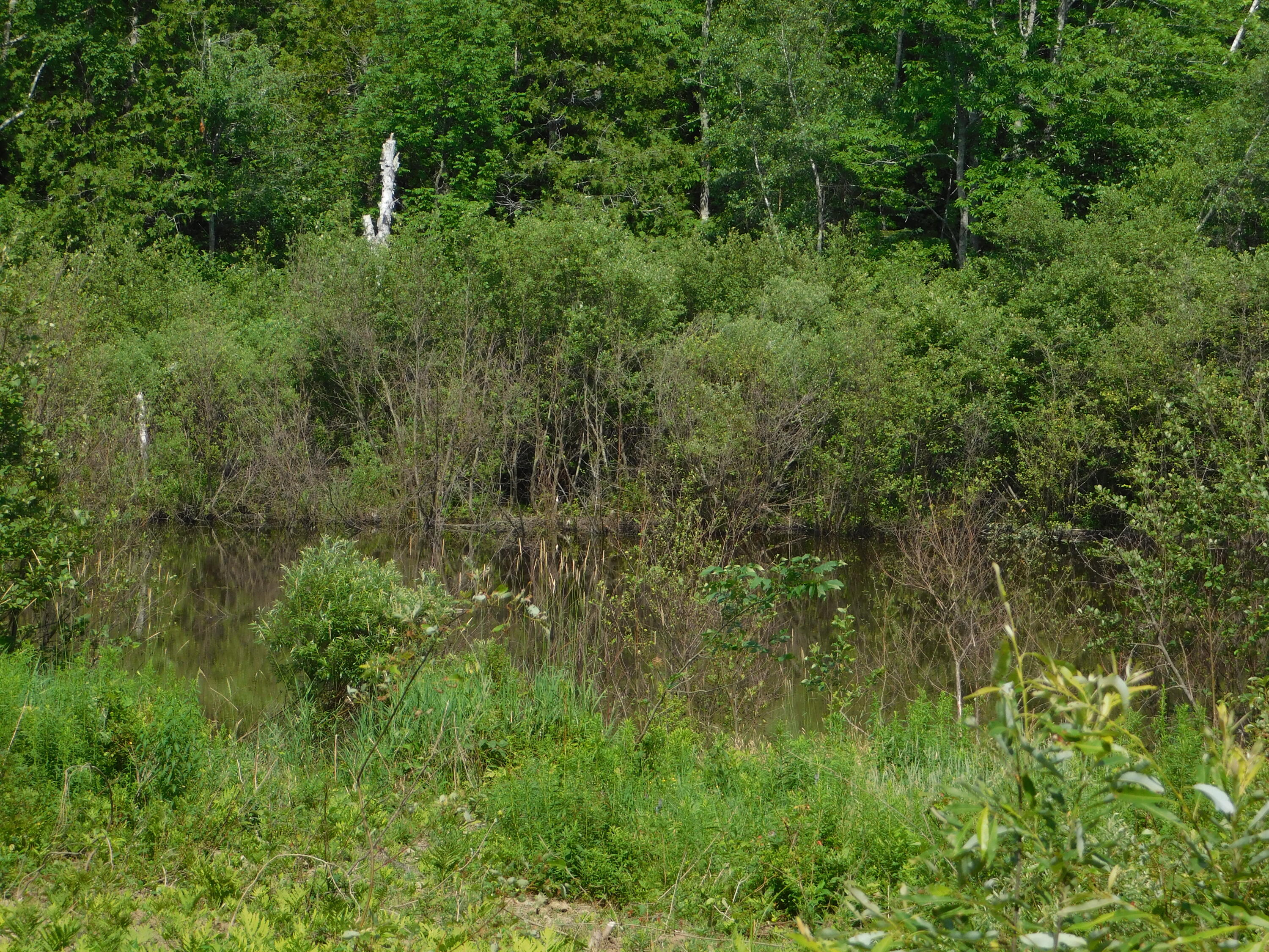 17 Stagecoach Road Parkman, ME 04443 - Photo 50 of 62 DSCN7413
