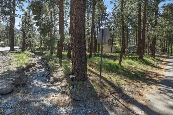 a view of a trees in a yard