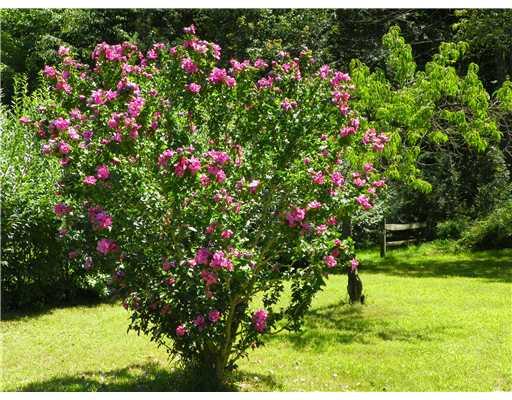 216 Hellein School Road Acme, PA 15610 - Photo 16 of 18 Yard/Garden. This gorgeous blooming tree is just one of the many bonuses of the lovely yard.
