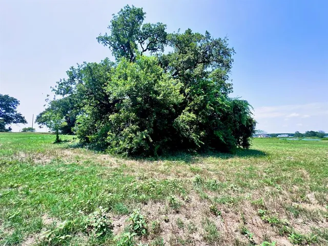 a view of a big yard with potted plants and large tree
