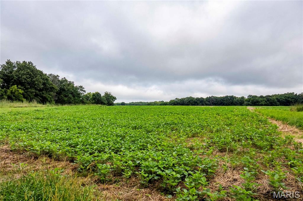 0 Terry Park Road Palmyra, IL 62674 - Photo 16 of 73 Gallery Image 16