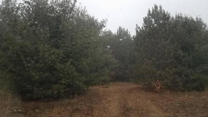 0 Monroe Road Morley, MI 49336 - Photo 1 of 11 renee2