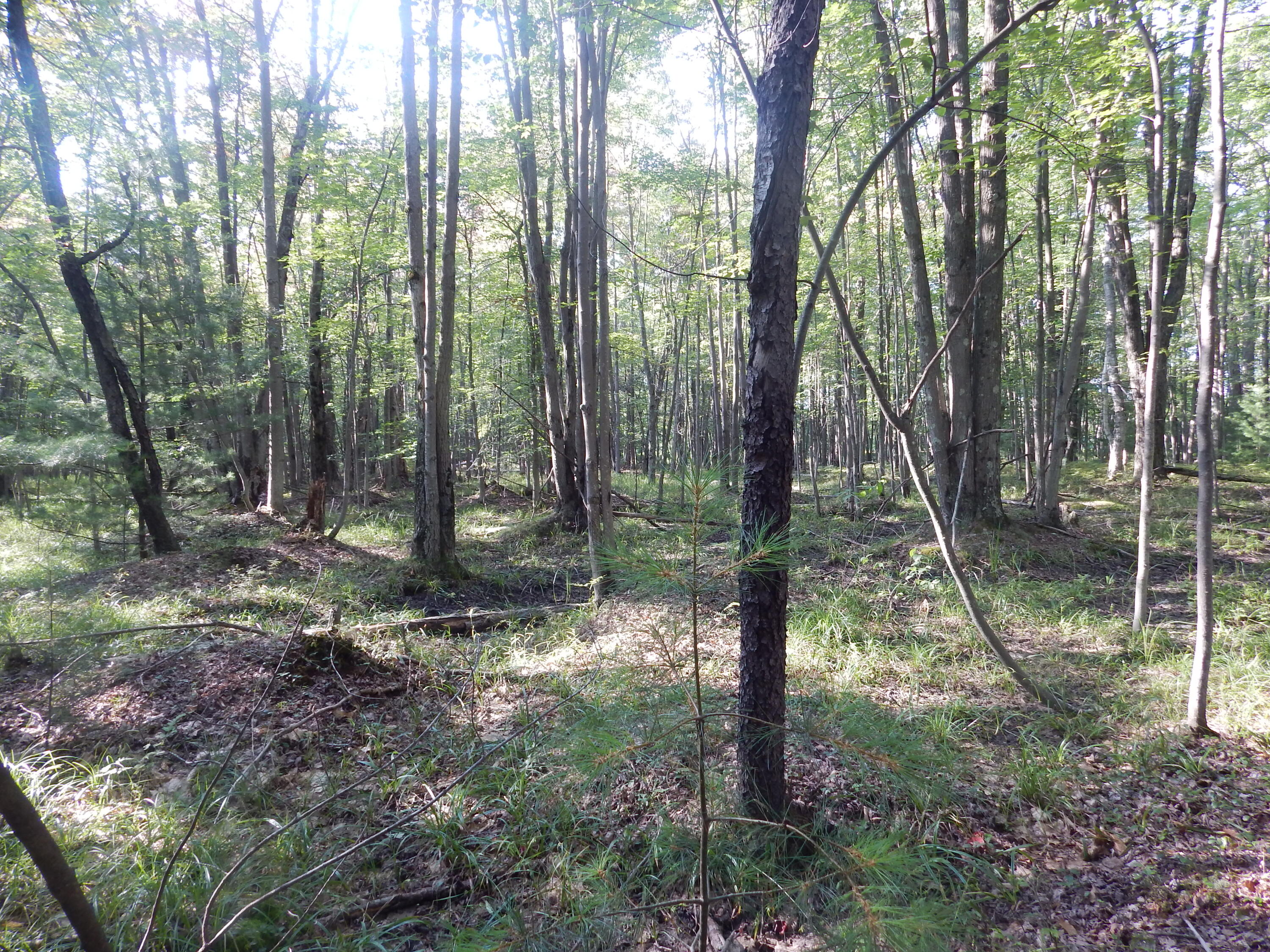 Koenig Road, Unit D Manistee, MI 49660 - Photo 22 of 36 DSCN3391