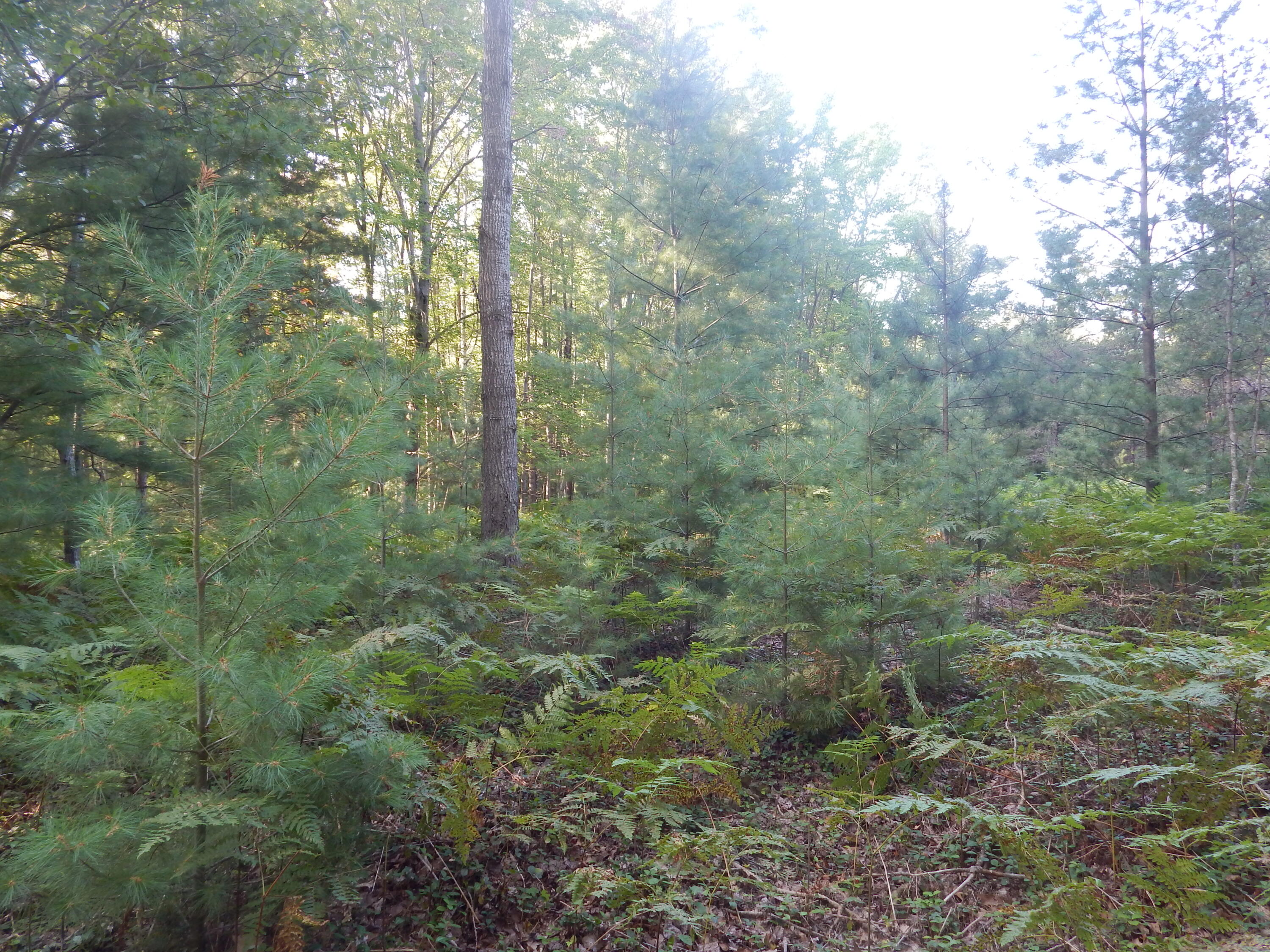Koenig Road, Unit D Manistee, MI 49660 - Photo 26 of 36 DSCN3415
