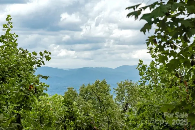 a view of a yard with plants and a large trees