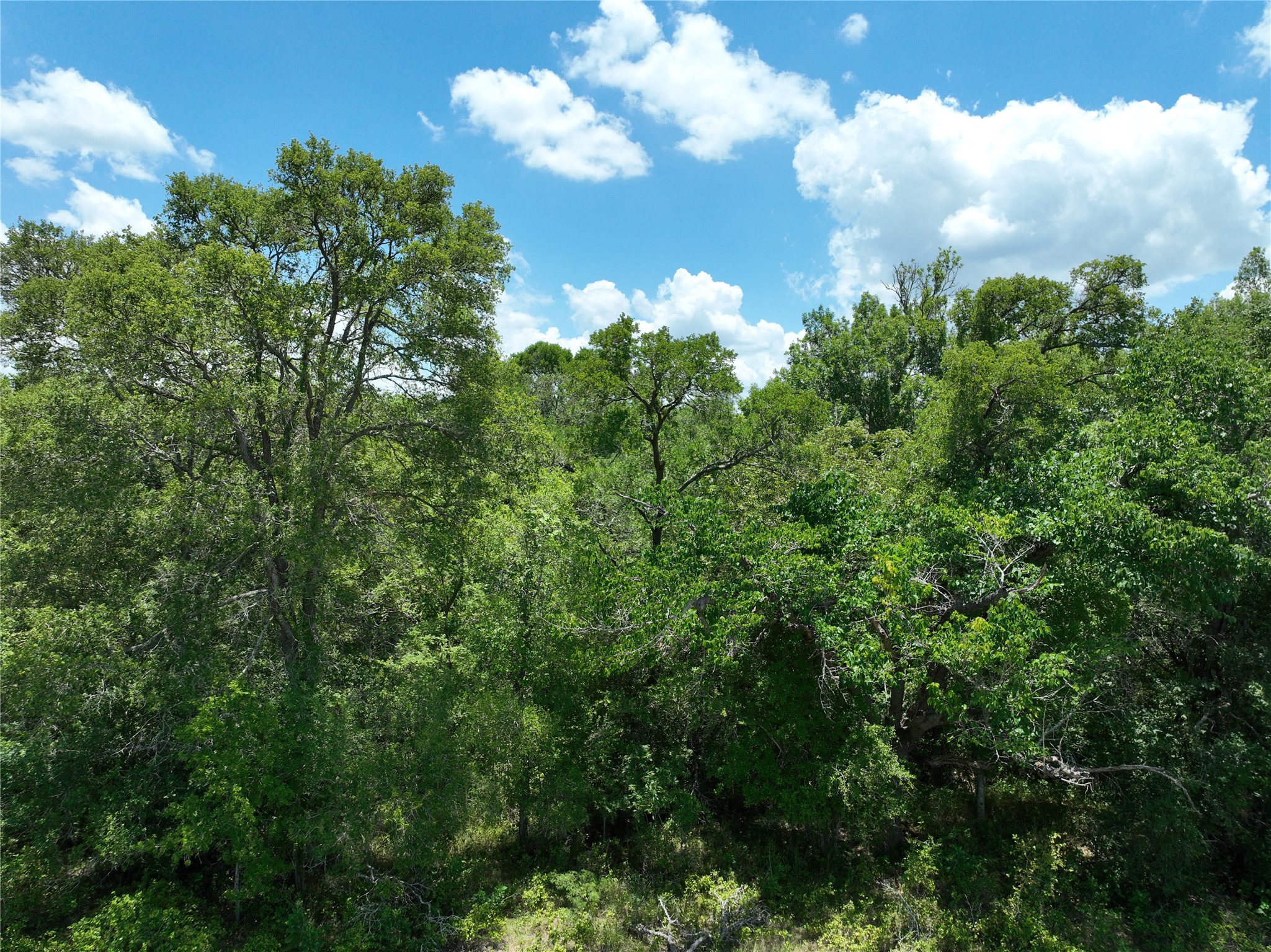 Tbd Lot 4 Tbd Road Dale, TX 78616 - Photo 23 of 24 View of tree filled area
