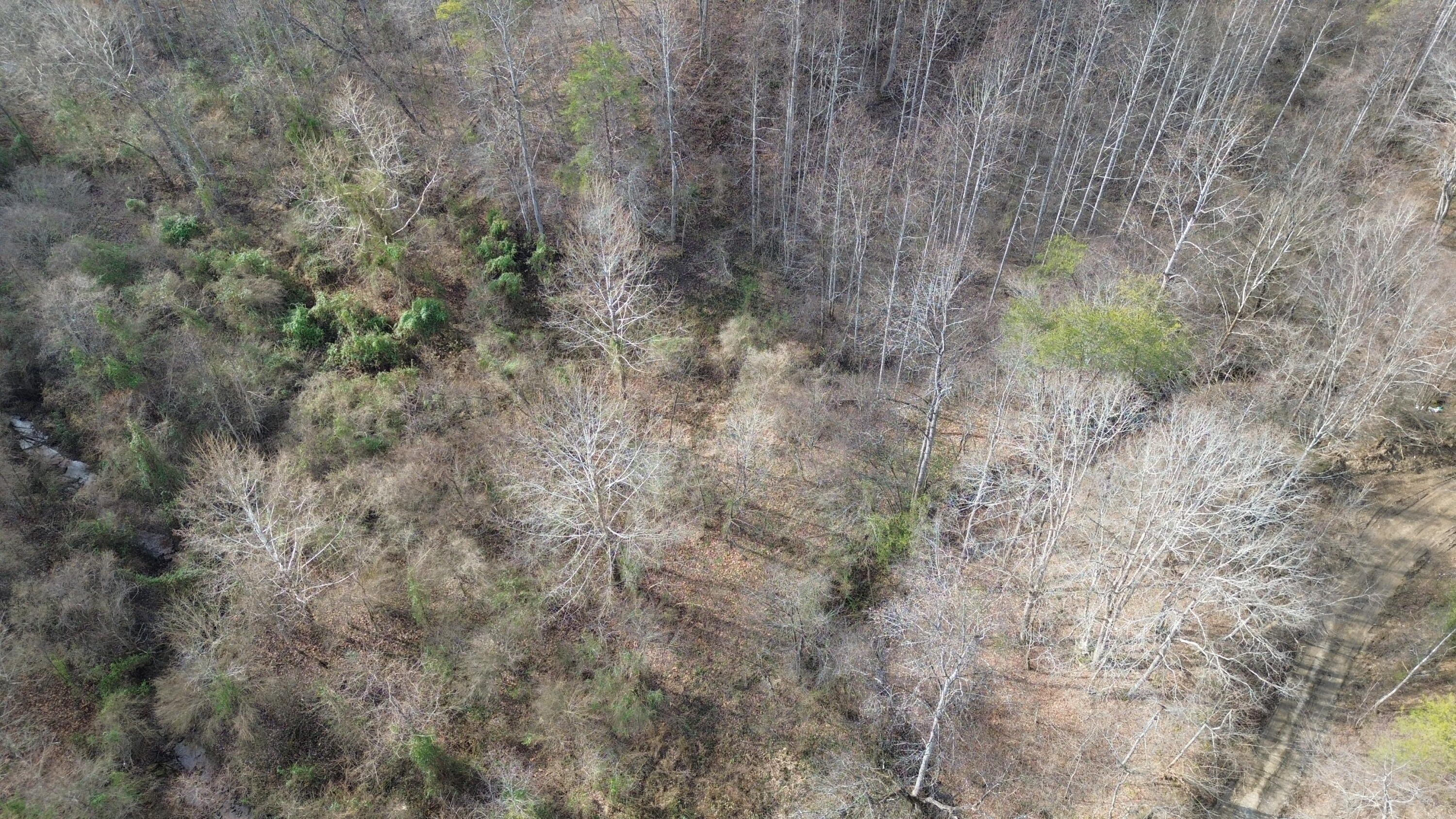 237 A Meat Scaffold Road Jackson, KY 41339 - Photo 11 of 44 Trees