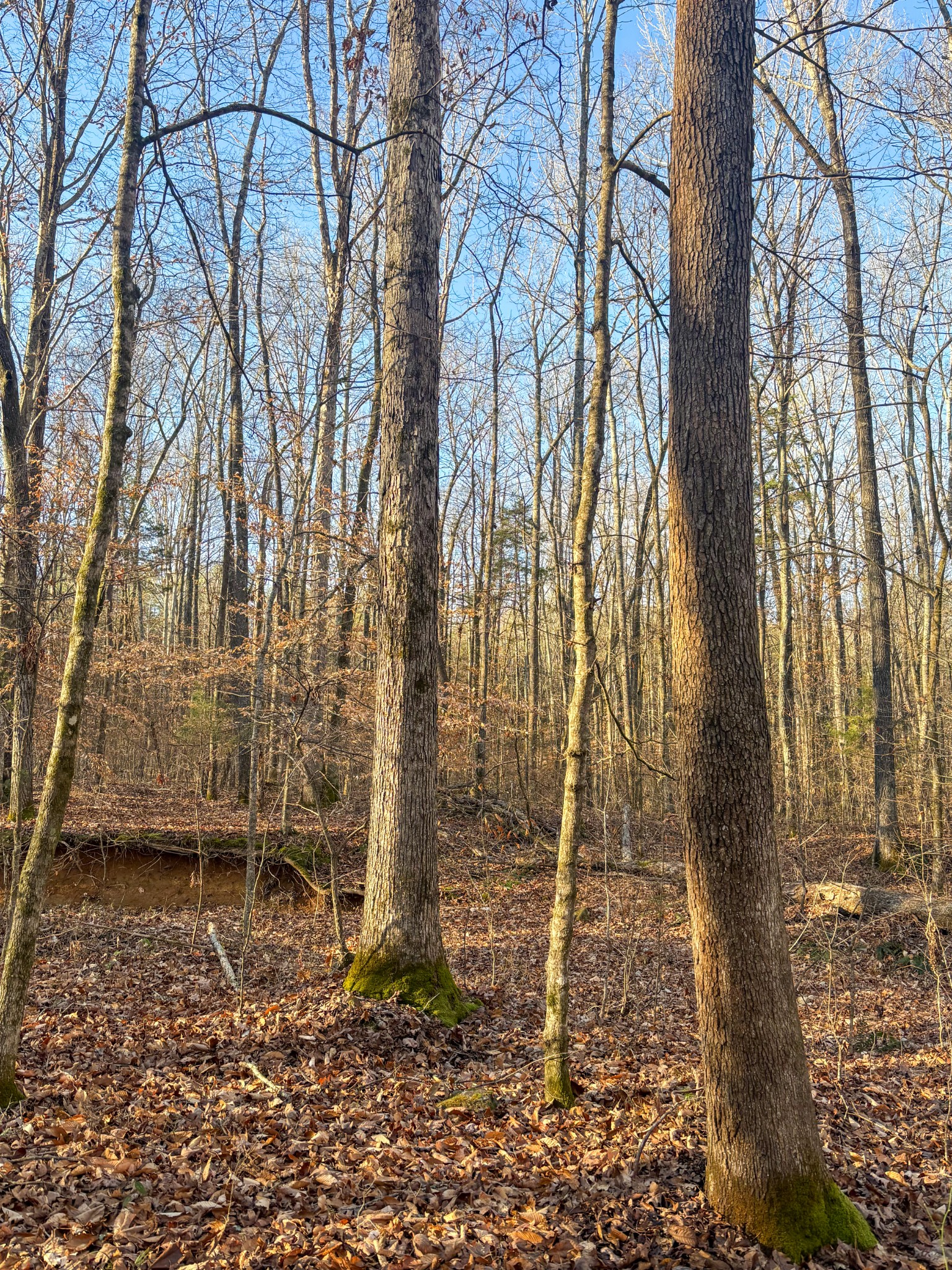 0 Only Road Only, TN 37140 - Photo 2 of 11 a backyard of a house with lots of green space