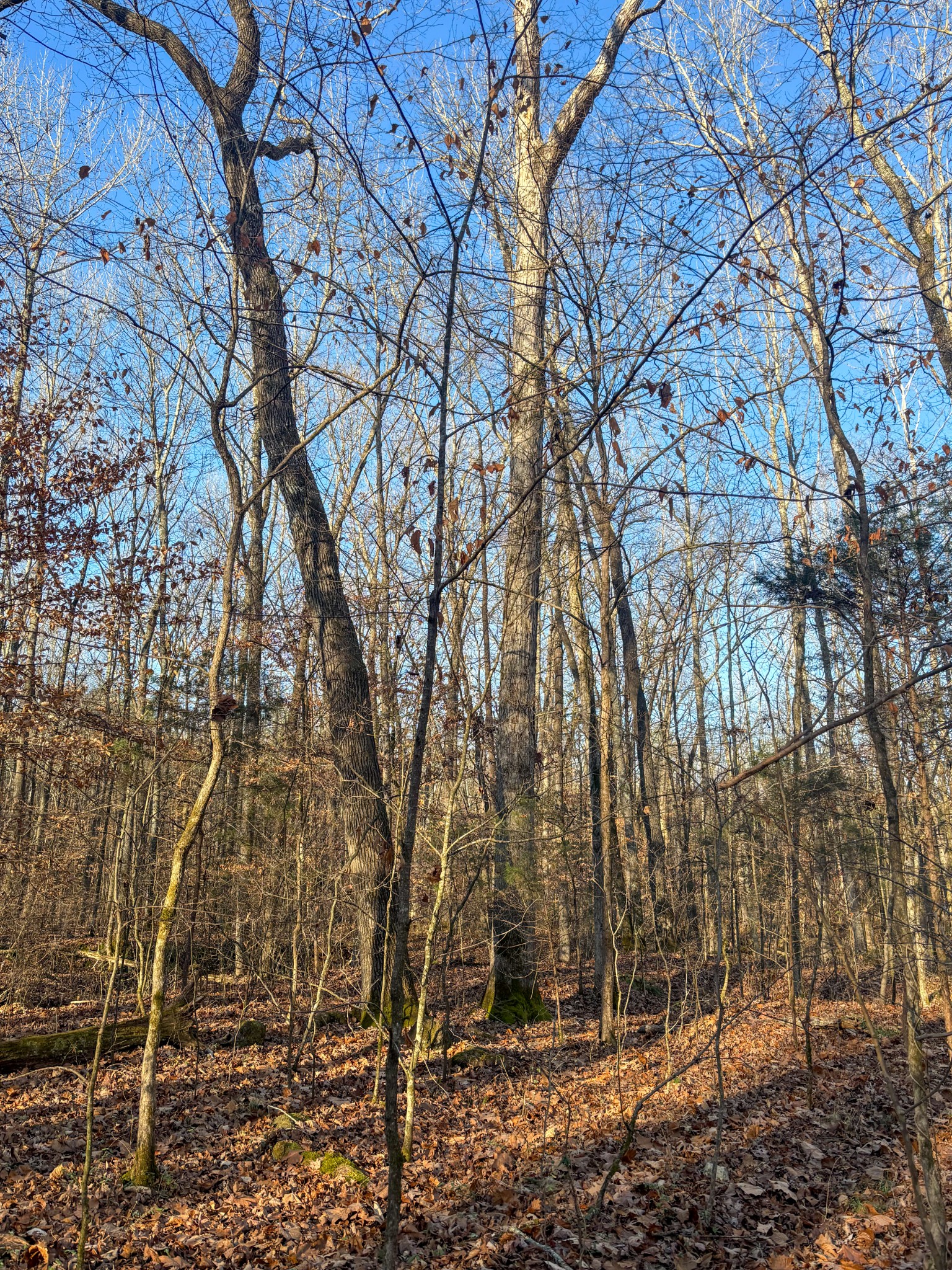 0 Only Road Only, TN 37140 - Photo 8 of 11 a backyard of a house with lots of green space
