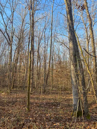 a view of yard with large trees