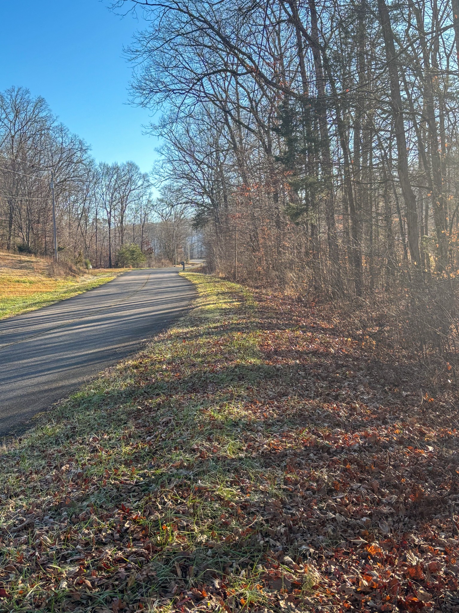 0 Only Road Only, TN 37140 - Photo 10 of 11 a view of yard with large trees
