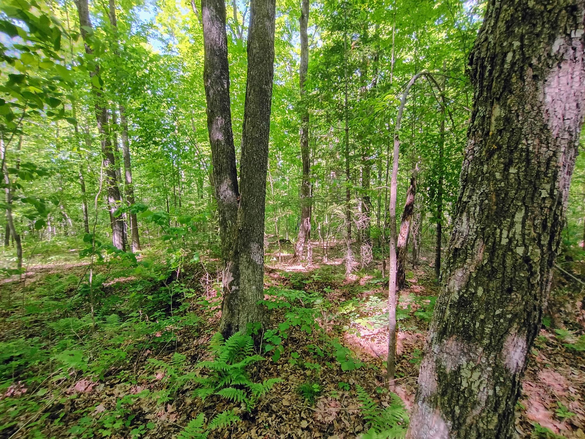 74.40-ac 74.40-ac Neuberger Road, Unit 74 40 Butternut, WI 54514 - Photo 7 of 15 Gallery Image 7