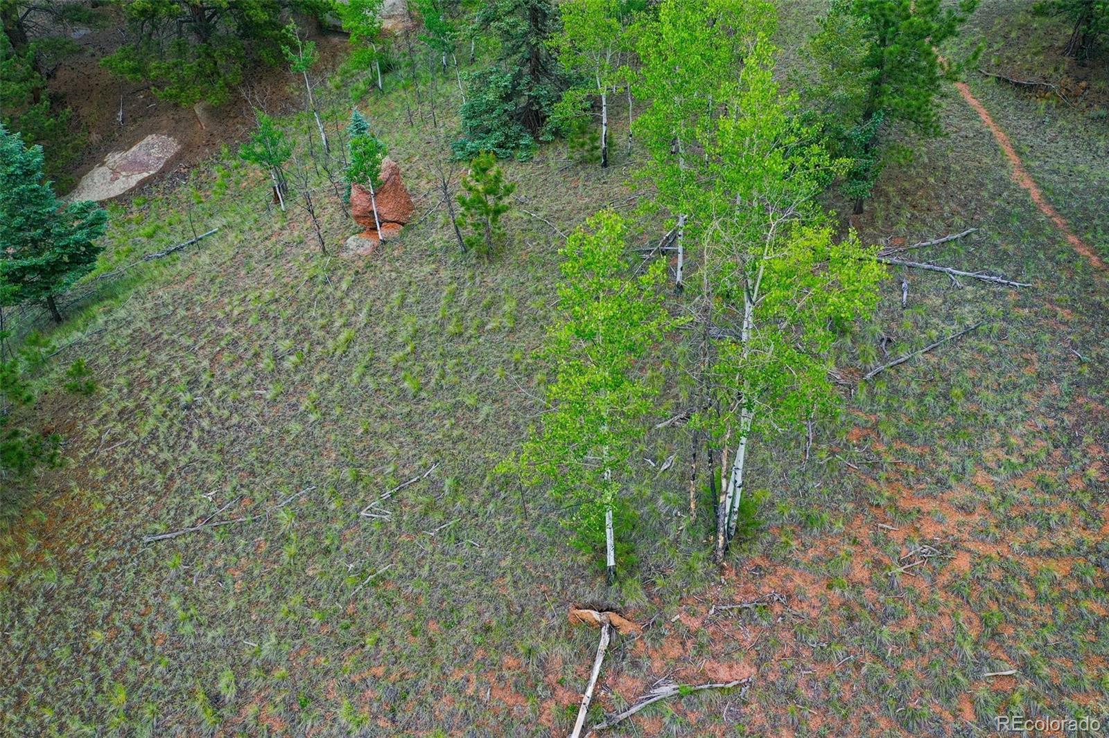 525 Spring Valley Lane Florissant, CO 80816 - Photo 12 of 13 a view of a forest with a tree