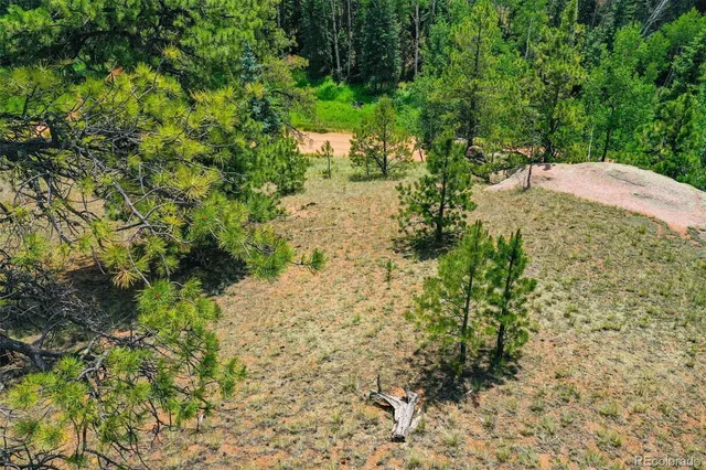 a view of a yard with plants and tree