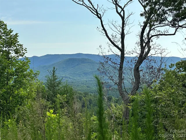 a view of a dry yard with a tree