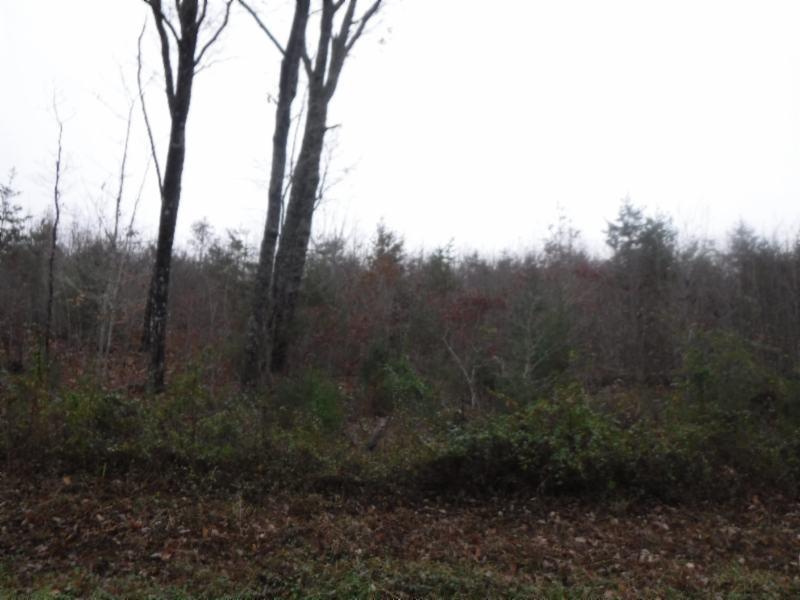 85 Twin Bridge Road Deer Lodge, TN 37726 - Photo 19 of 30 Gallery Image 19