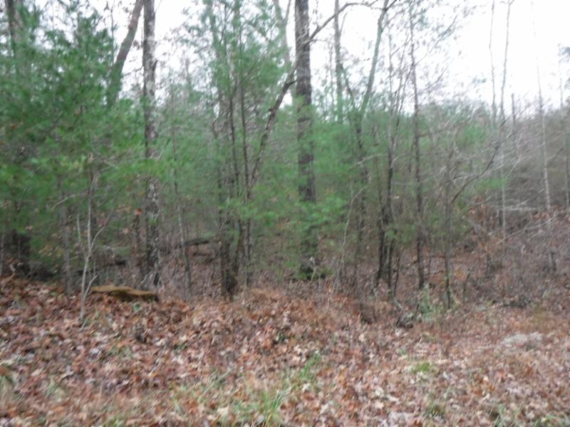 85 Twin Bridge Road Deer Lodge, TN 37726 - Photo 3 of 30 Gallery Image 3