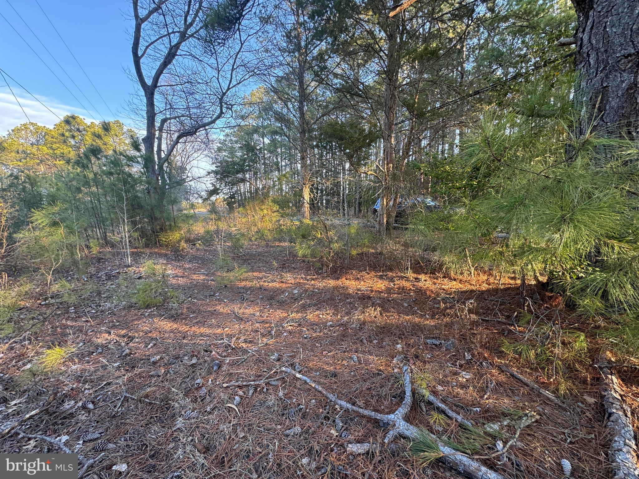 2525 Toddville Road Toddville, MD 21672 - Photo 6 of 16 a backyard of a house with lots of green space