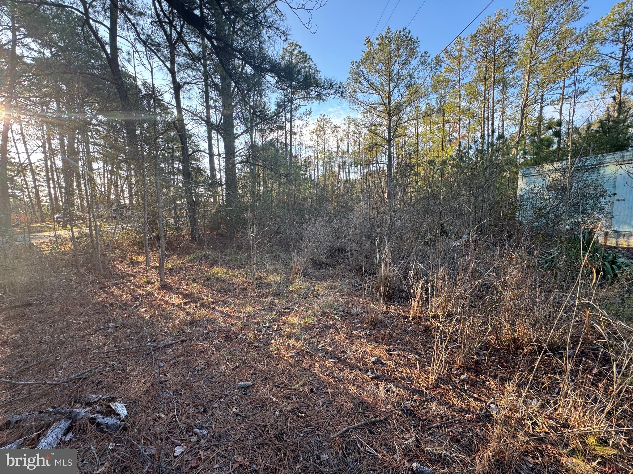 2525 Toddville Road Toddville, MD 21672 - Photo 7 of 16 a view of a forest with trees in the background