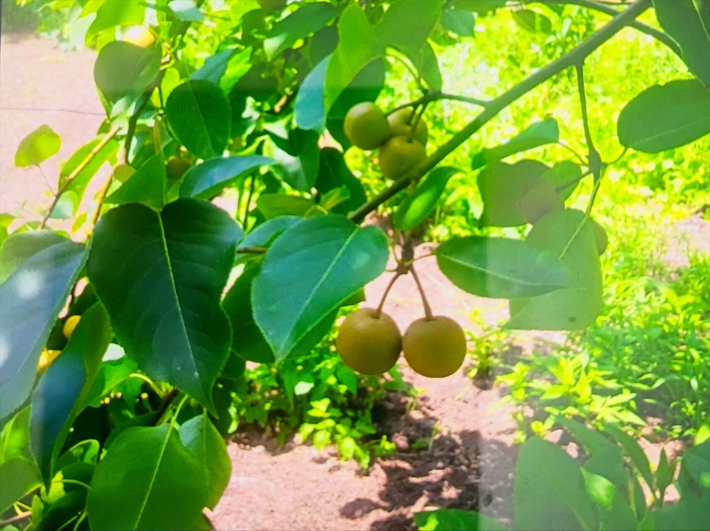 463 Holtshire Road Orange, MA 01364 - Photo 13 of 16