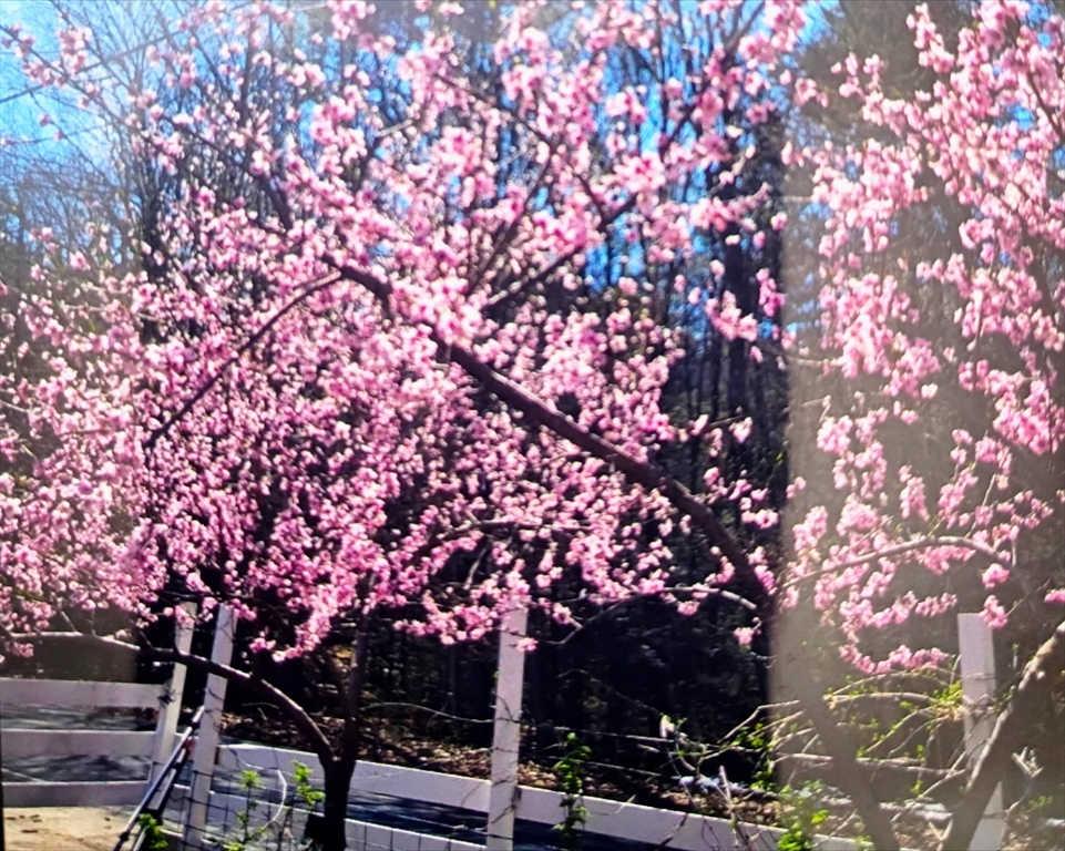 463 Holtshire Road Orange, MA 01364 - Photo 15 of 16