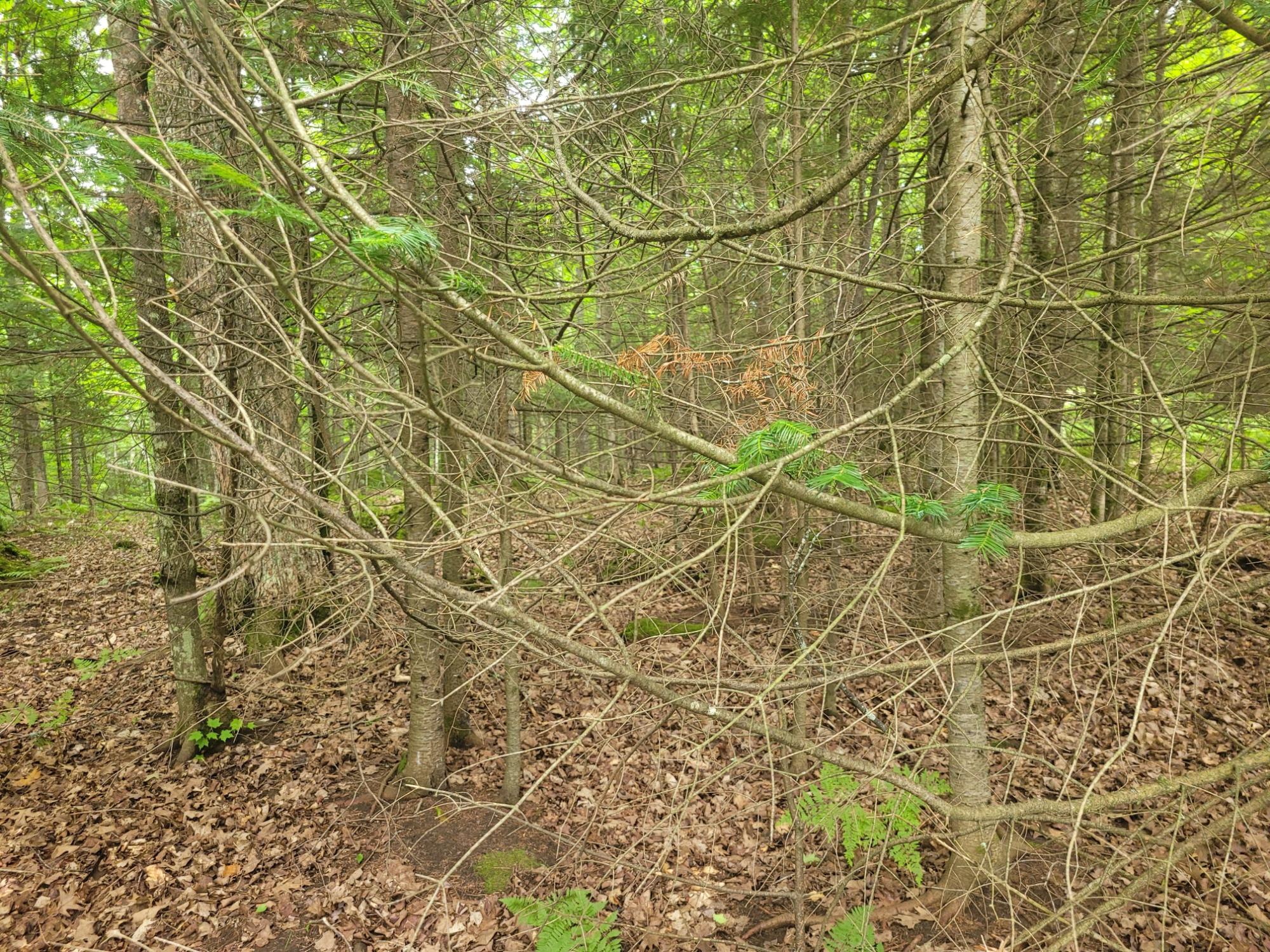 Lot 9 South Buck Ridge Drive Eagle River, WI 54521 - Photo 11 of 13 Gallery Image 11