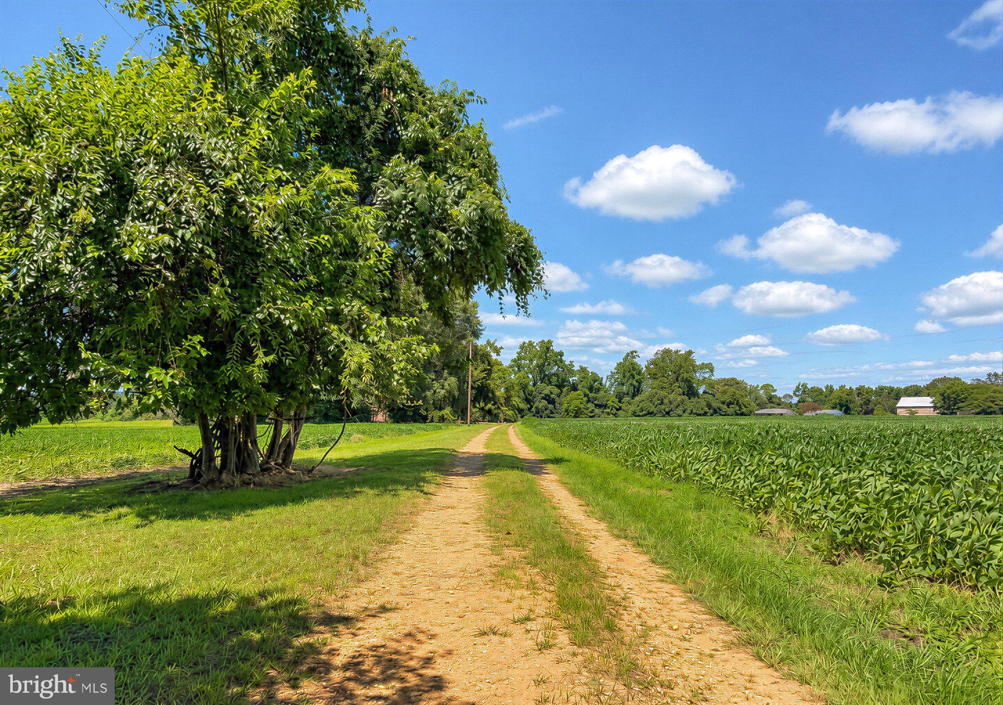 45776 Boothe Road Drayden, MD 20630 - Photo 20 of 94 Road to the main house