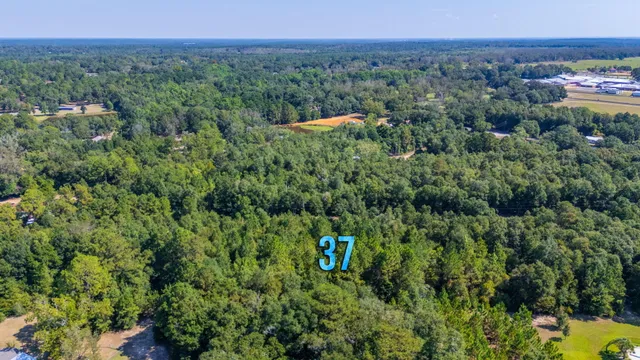 a view of a lush green forest with trees and some houses