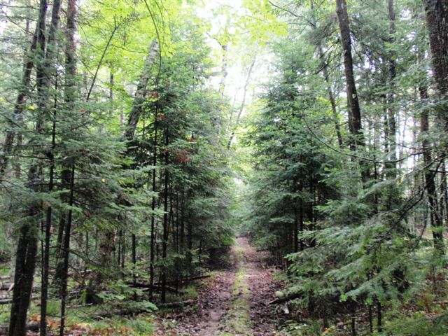 Lot 35 Garrett's Trail Rhinelander, WI 54501 - Photo 5 of 16 Gallery Image 5