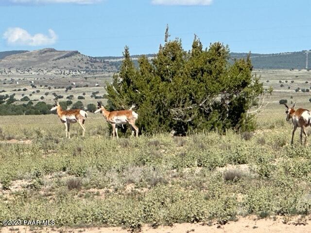 58- Prairie Dog Road Ash Fork, AZ 86320 - Photo 10 of 10 IMG_5289