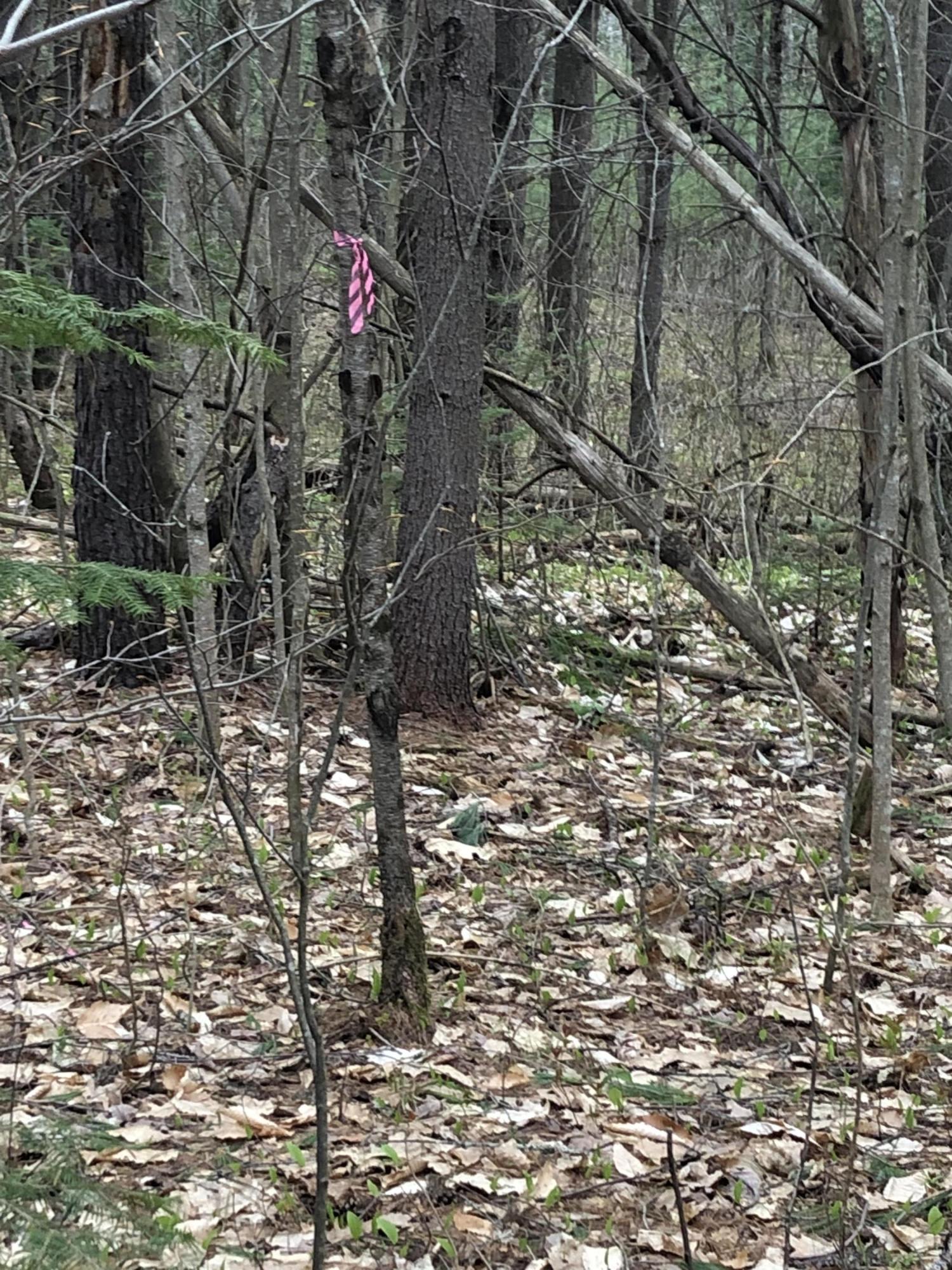 95 Lane Road Mechanic Falls, ME 04256 - Photo 10 of 12 Proposed building site