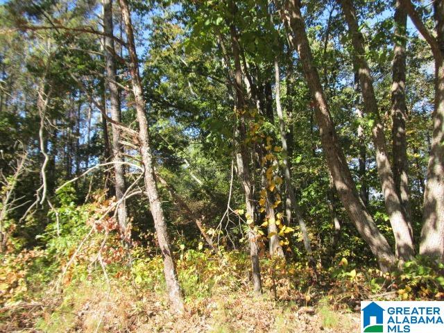 0 Avery Road Oneonta, AL 35121 - Photo 5 of 16