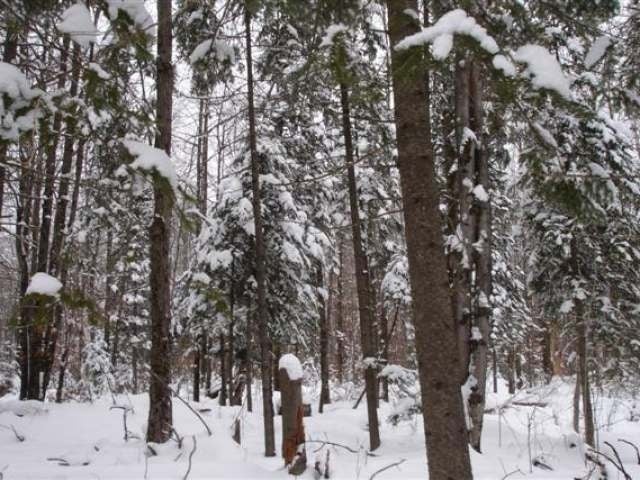 On On Clausen Road Prentice, WI 54556 - Photo 14 of 14 Gallery Image 14