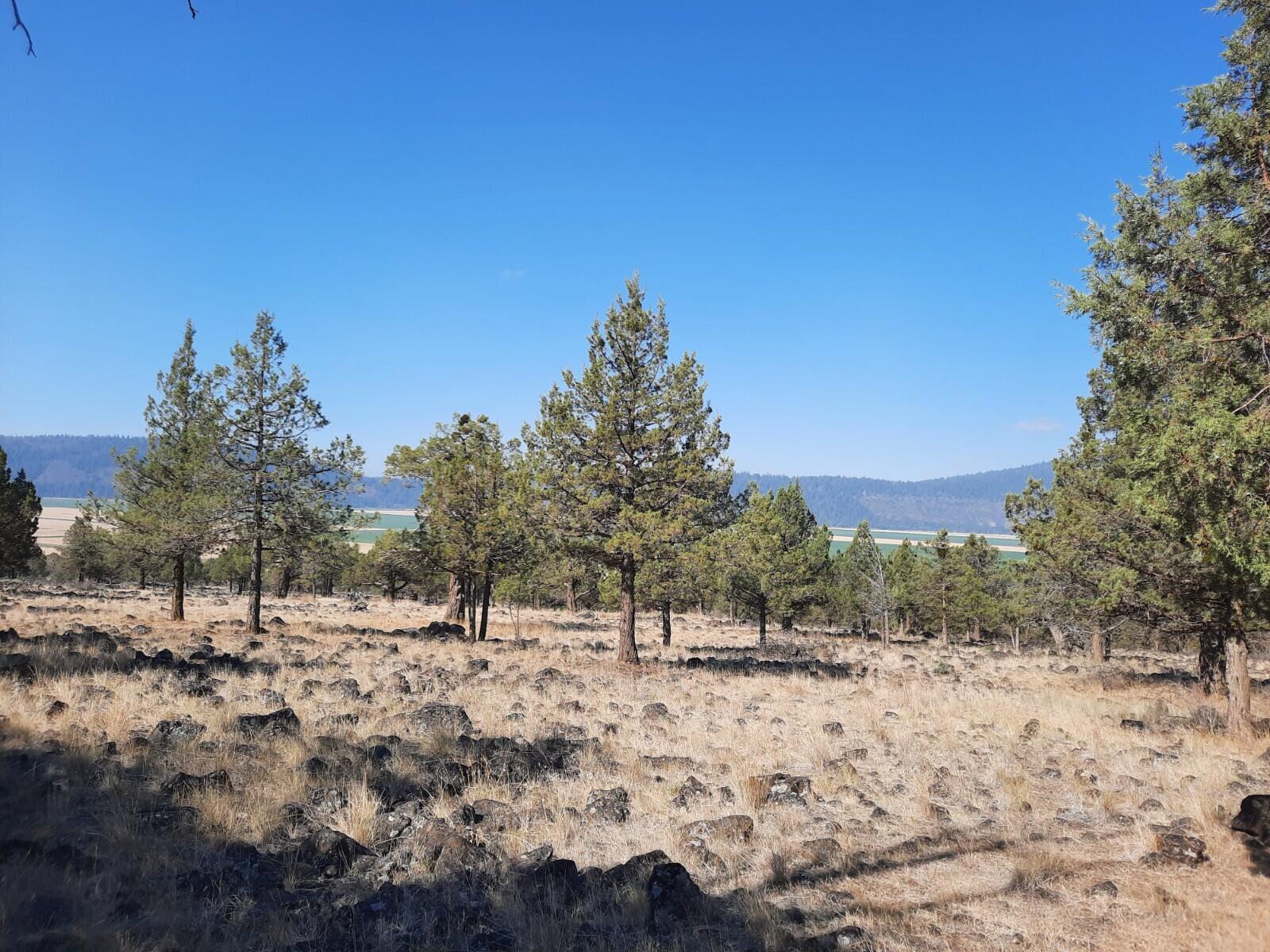 Lot 797 Cooper's Hawk Road Klamath Falls, OR 97601 - Photo 5 of 9 20210808_100536