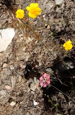 $99,000 | 14965 Virginia Avenue, Boulder Creek, CA 95006