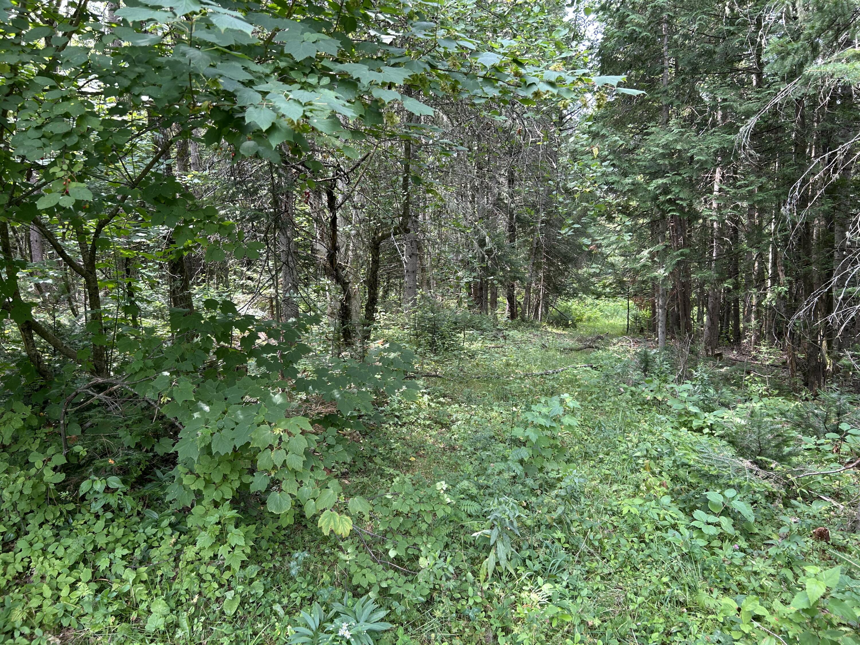 272 E Road New Sweden, ME 04762 - Photo 35 of 41 IMG_9755