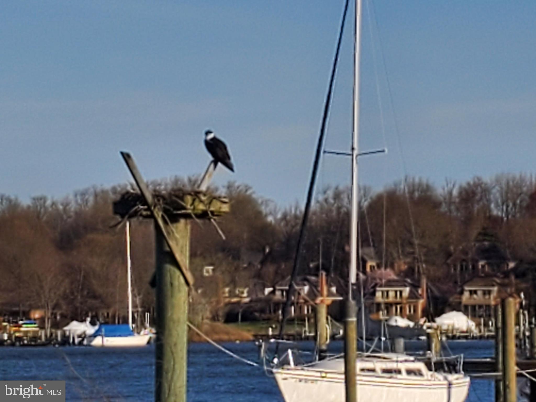 1501 Fullerton Road Edgewater, MD 21037 - Photo 40 of 59 Osprey Nest taken from the deck