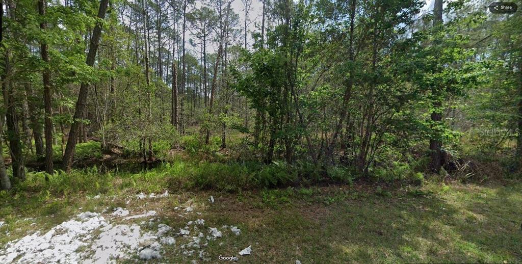 209 Southeast Paradise Lakes Georgetown, FL 32139 - Photo 6 of 6 a view of a lush green forest