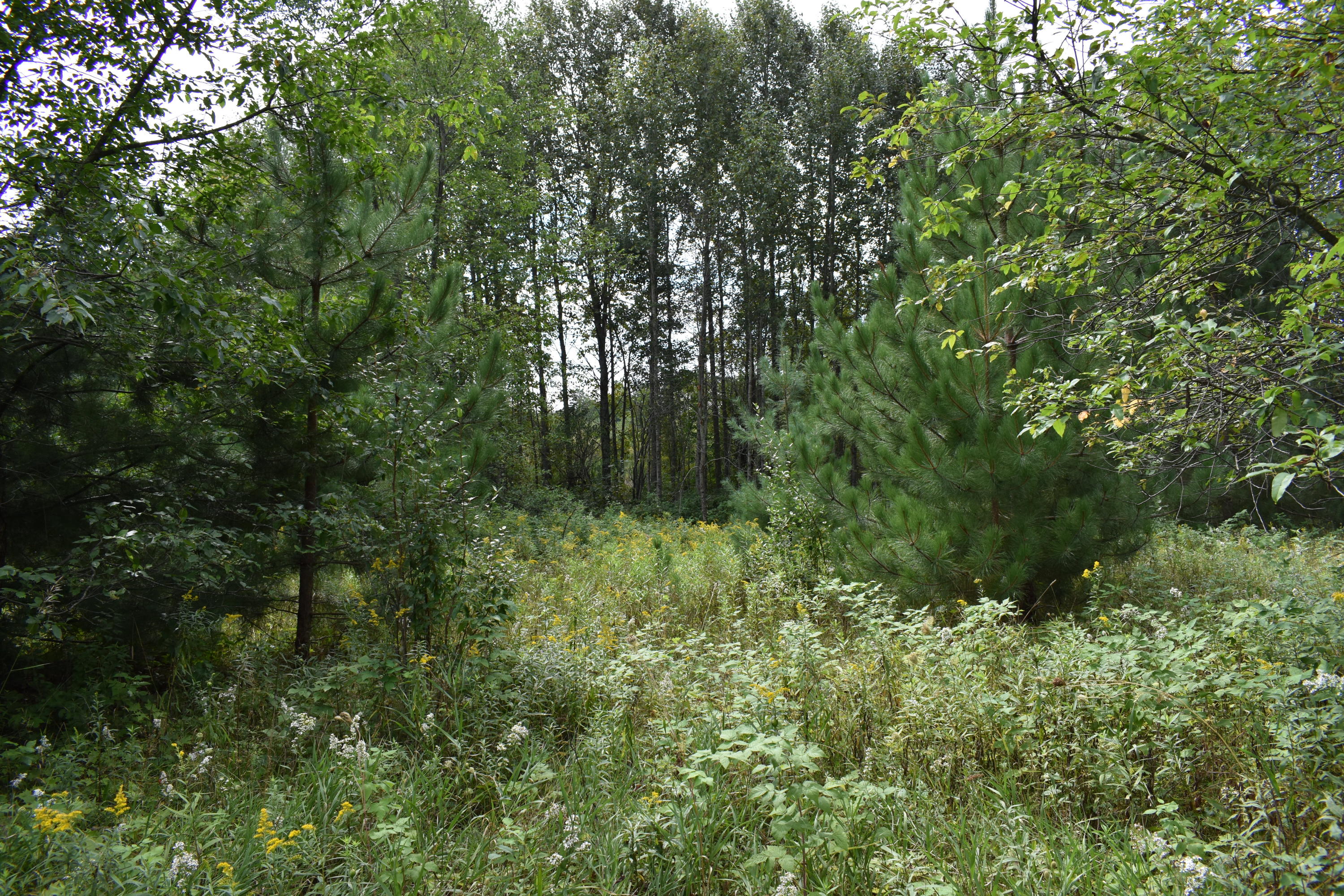 10130 Mouch Road Atlanta, MI 49709 - Photo 22 of 27 Gallery Image 22
