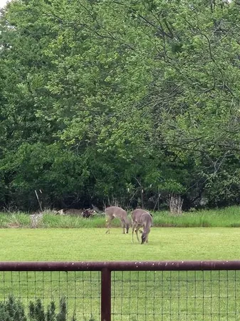 a backyard of a house with lots of green space
