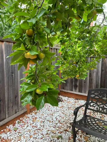 $2,899,000 | 1674 South Stelling Road, Cupertino, CA 95014