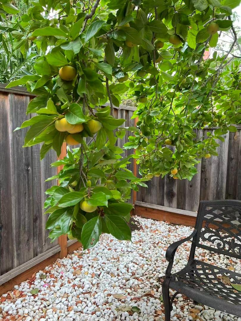 1674 South Stelling Road Cupertino, CA 95014 - Photo 71 of 74