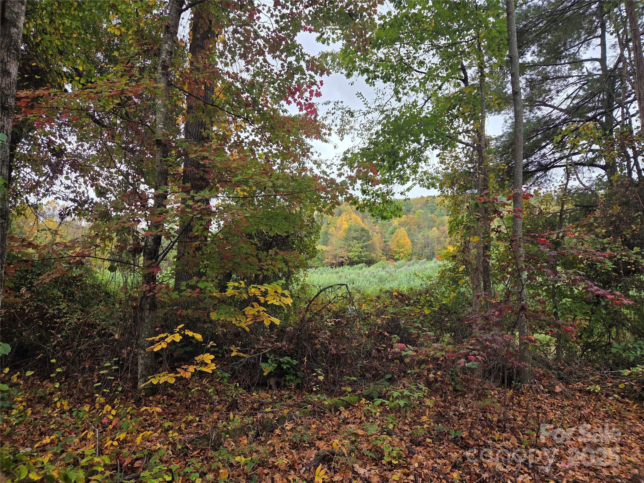 319 Sunrise Ridge Drive, Unit 19 Hendersonville, NC 28792 - Photo 25 of 30 a view of a forest with lots of trees