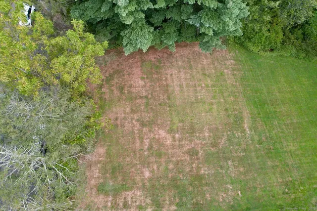 a close up of a plant