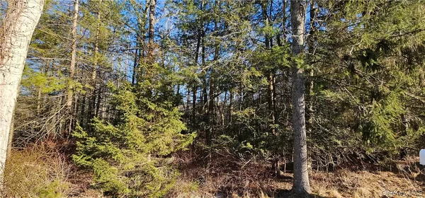 a view of a tree