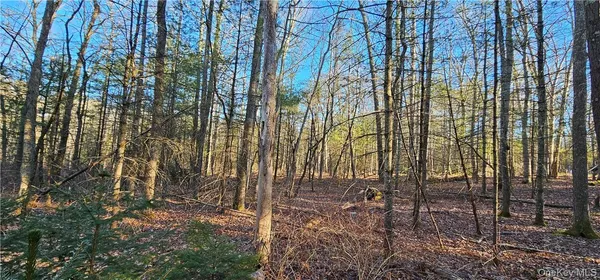 a view of a forest