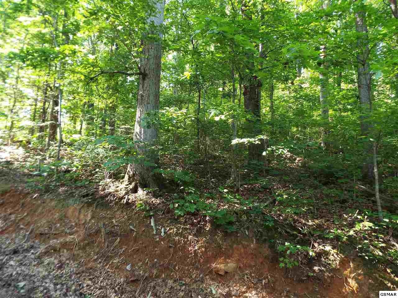 0 Greasy Cove Road Cosby, TN 37722 - Photo 9 of 26 Gallery Image 9