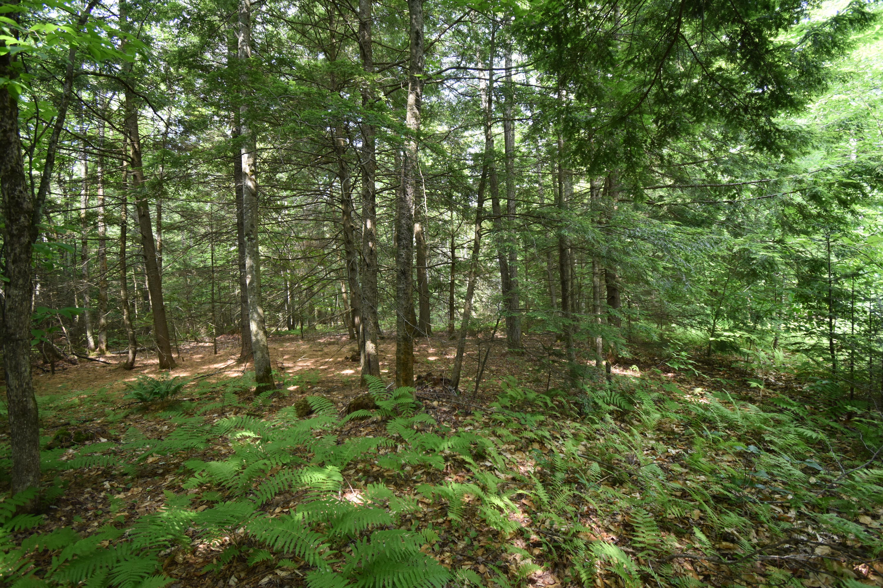 0 Rodrigue Lane Readfield, ME 04355 - Photo 26 of 51 DSC_0533