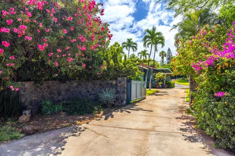 a view of a pathway covered with flower plants